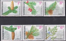 Bulgaria  Mint stamps Flora Coniferous plants Trees 1996     avdpz