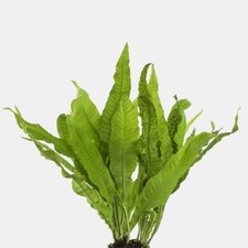 Medium Size Java Fern Microsorum pteropus EASY BEGINNER PLANT