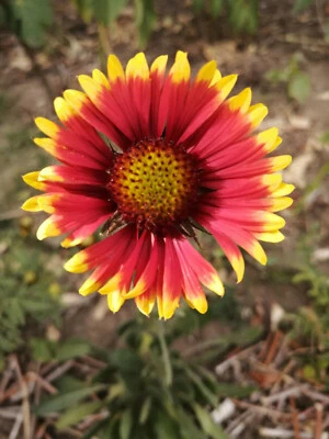 HUNDREDFOLD Burgundy Gaillardia 100 Seeds, Gaillardia aristata Native Praire Blanket Flower