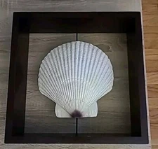 Large faux Scallop shell in dark wood shadowbox frame wall hanging, shelf sitter