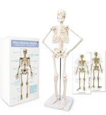 17.7 High Scientific Human Skeleton Model for Anatomy,Anatomy Human Body Model,