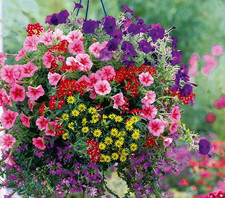 Mixed summer Hanging baskets plants 6 x 9 cm pots