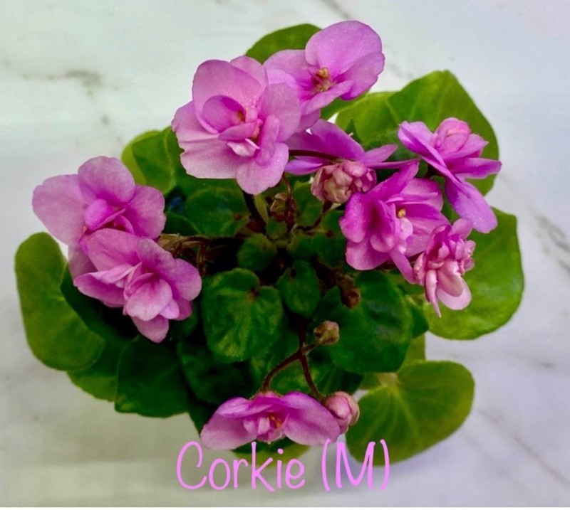 African Violet~ Corkie! Miniature!~Starter