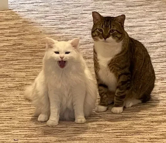 Series 611 5 Cent Military Payment Certificate First Printing PMG 55 EPQ S871-1 - Image 4 of 4