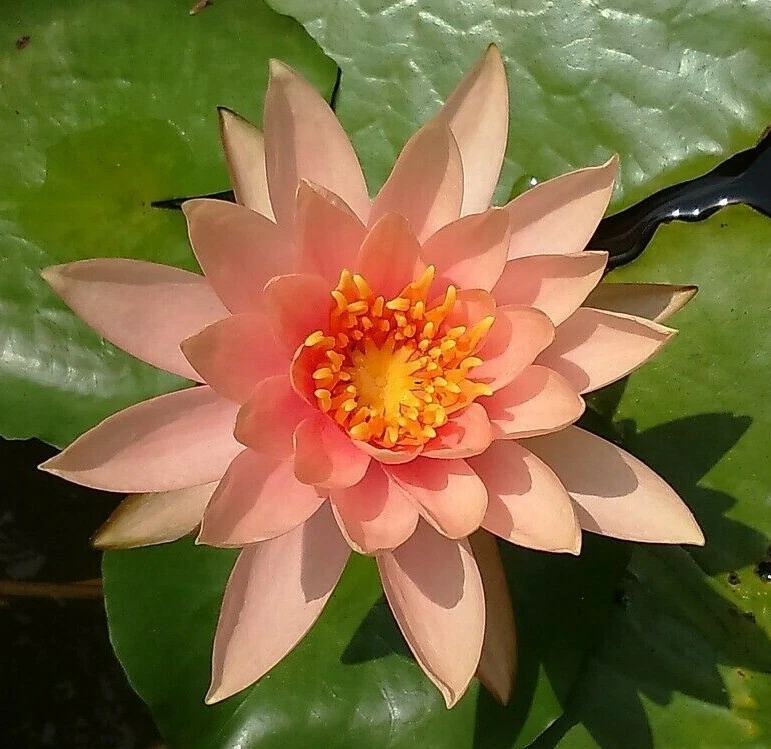 special petit bassin nenuphar peiche nain plante nymphea peach pond - Photo 1/1
