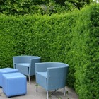 Fruchtende Eibe Taxus Hicksii 180-200 cm. Ab 3 Pflanzen. Sichtschutz Eibenhecke