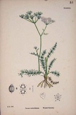 Original Old Antique Print Worled Caraway Flower Plant Colour 20th