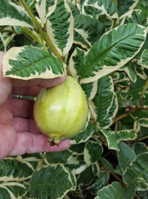 Graftedd Variegated Guava Fruit Tree Rare Plant