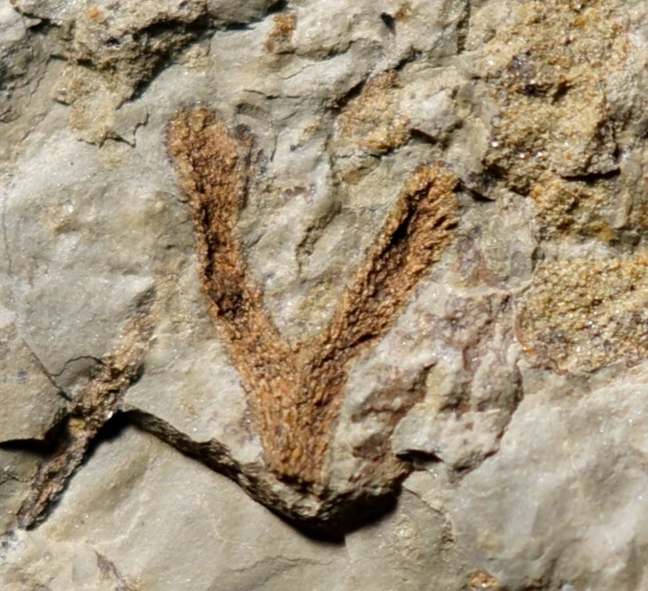 Extremely rare ! very unique Silurian plant fossil oldest clubmoss lycopsid ! - Image 4 of 4