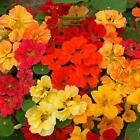 Nasturtium Whirlybird Double Mix Dwarf 12" Multicolor Fragrant Edible 25 Seeds