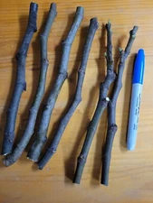 6 Celeste Fig tree cuttings, Fruit tree, Container plant, Garden plant.