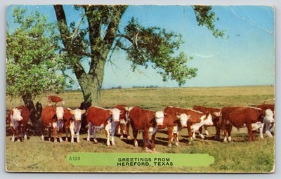 Animals~Greetings From Hereford Texas~Cattle Herd On Farm Pasture~1955 Postcard