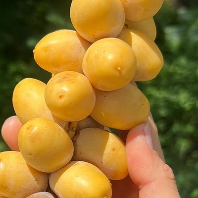 Dates Palm Seedss 35 pcs var. Barhi (Phoenix dactylifera) Barhee Dates