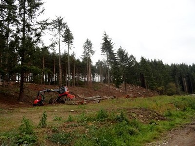 Foto A2 Baumfällung im Frühjahr Holz Whittonstall Forstarbeiten in Programm 2017