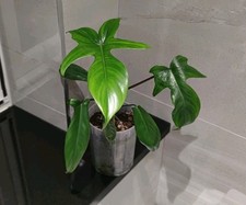 Philodendron Florida Beauty Young Established Plant