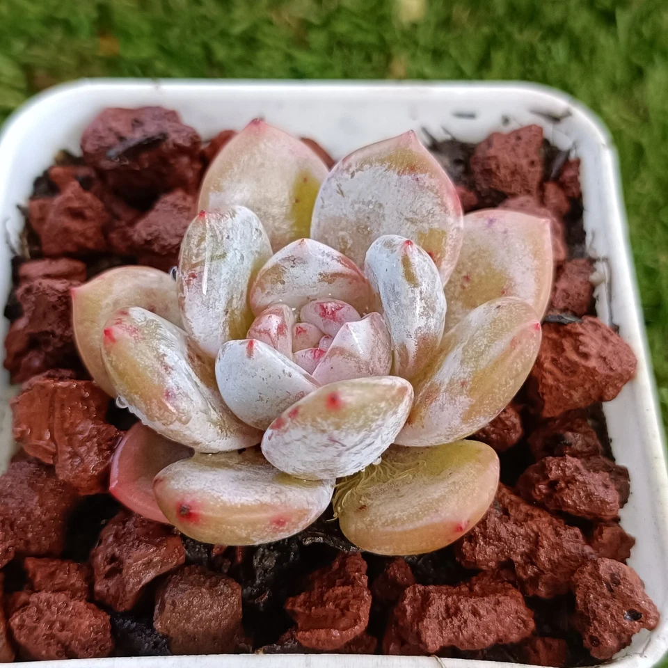 Echeveria laui x Orange monroe , hybrid 5 cm diameter,succulent - Image 4 of 4