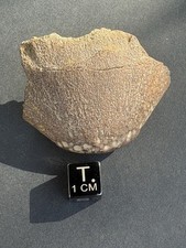 Partial Hadrosaur Ungual-Late Cretaceous- Hell Creek Formation- South Dakota
