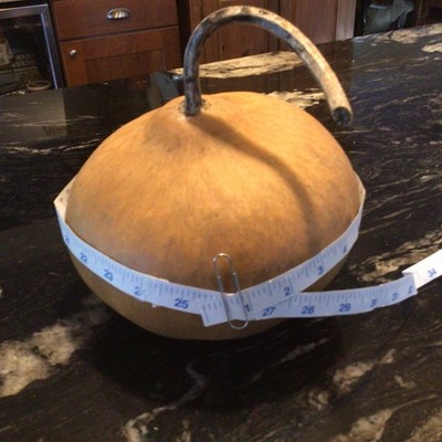Clean Dry Gourd For Crafting 8.25 Diameter, 6.5  High, 25.5 Circumference