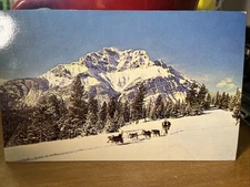 Postcard Scenic Northern Alaska Sled Dog Team Traveling Through Snow Fairbanks 