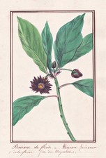 Estrella De Anís Illicium Botánico Acuarela Dibujo 1830