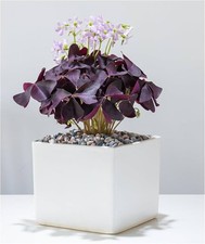 Oxalis Triangularis | Purple Shamrock Houseplant | 9cm Pot | Easy to Grow