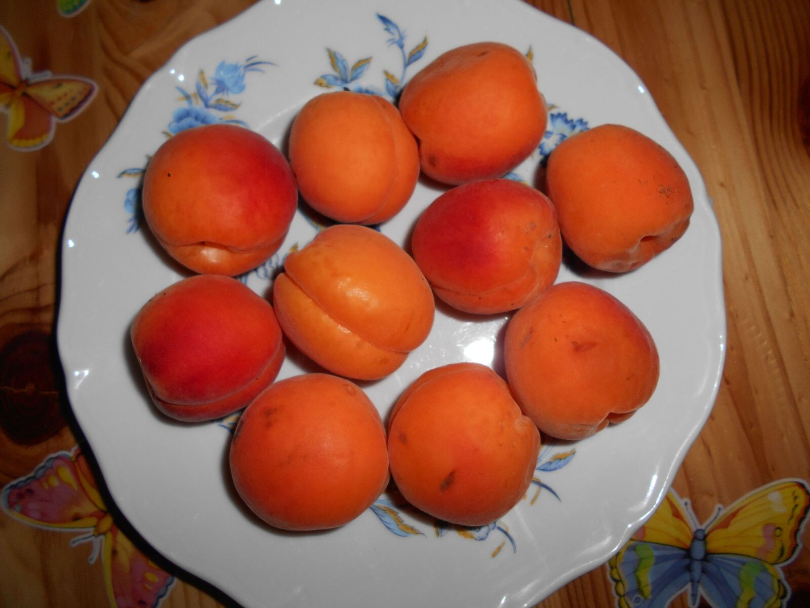 Abricot Bergeron lot de 2 fruitiers résistants au gel pour récoltes garanties
