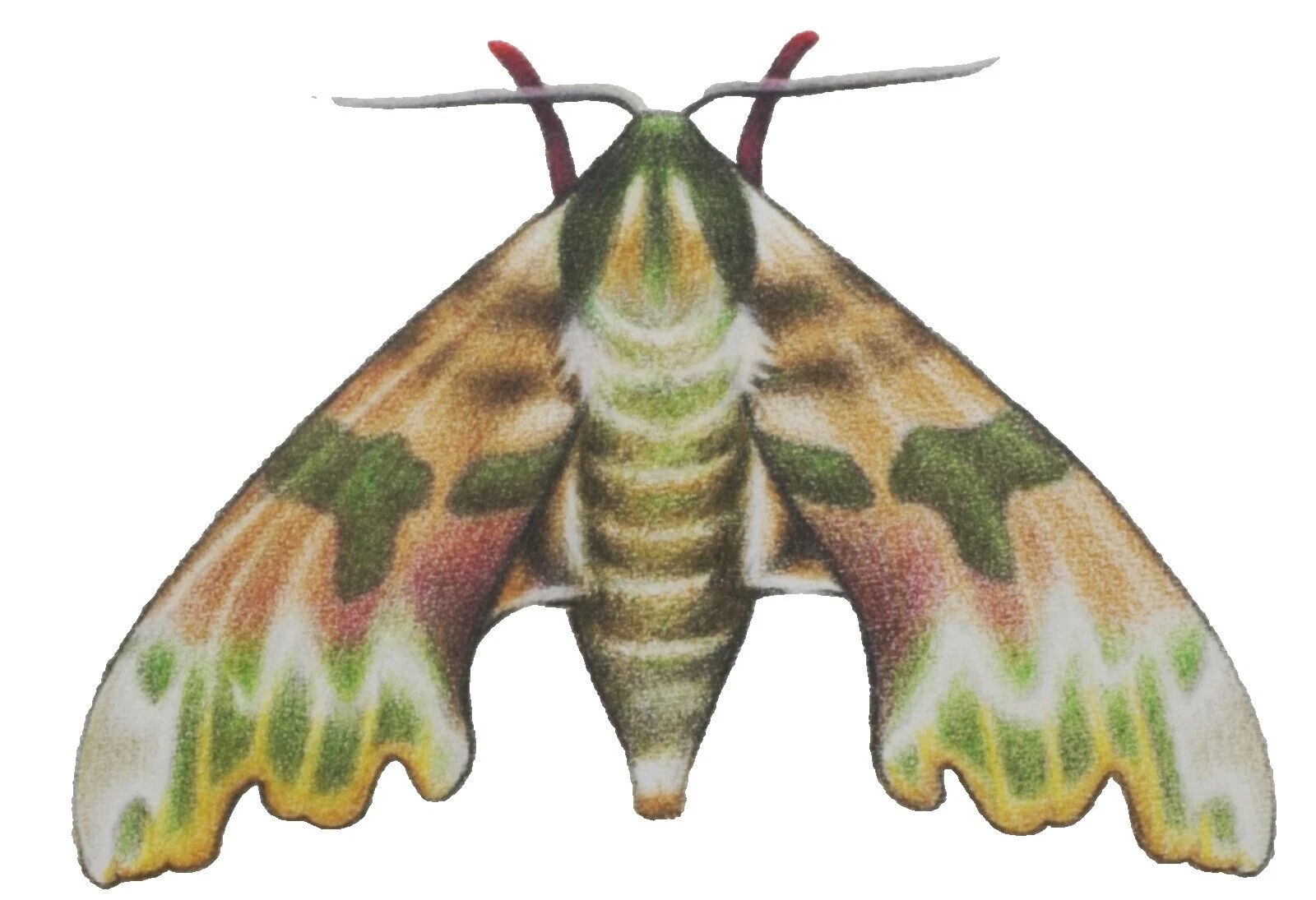 Realismo insectos Art