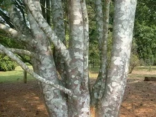 Lacebark Pine, Pinus bungeana, Tree Seeds (Showy Hardy Evergreen, Bonsai)