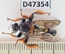 D47354. Unmounted Insects: Asilidae sp. North Vietnam