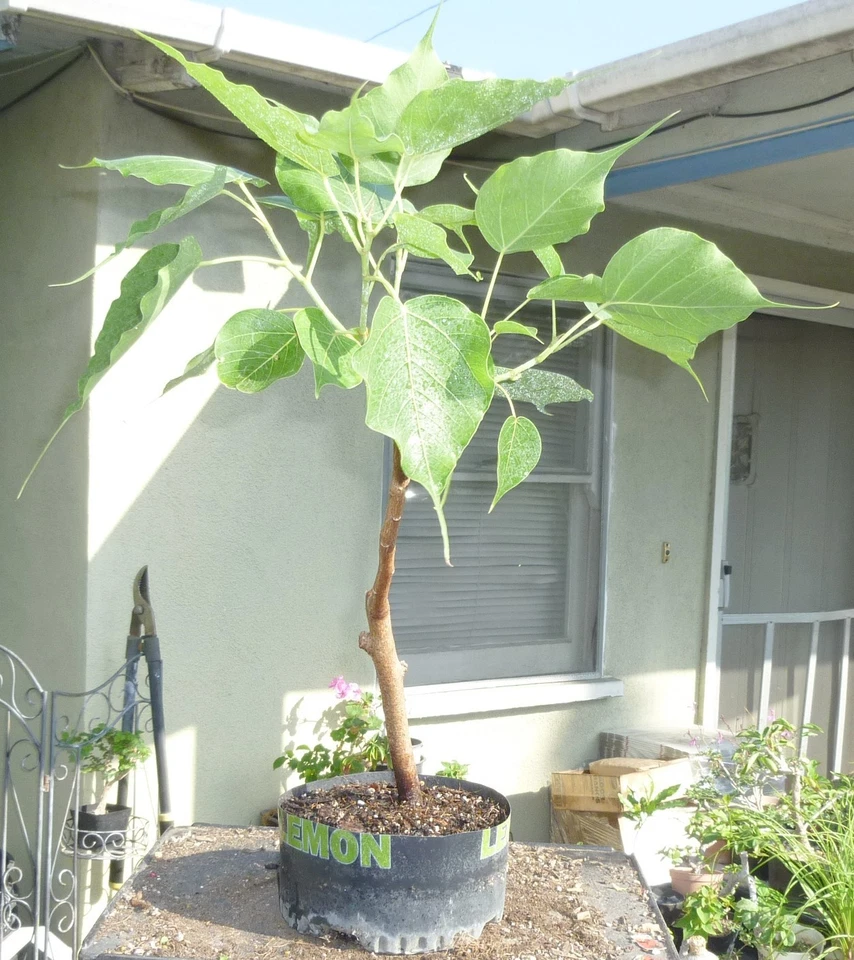 Sacred Fig Bodhi Tree Ficus Religiosa Pre Bonsai Dwarf Big Fat Trunk - Image 2 of 4