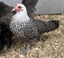 8+ Mixed bantam hatching eggs- rare breeds & colors- chance of purebred+frizzle!