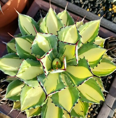 Agave ithmensis ''kisshokan ''RareSucculent Plant Garden Décor Boutique 6-8CM