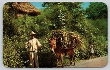 Burro Carrying Heavy Corn Stalks Tepeyanco Tlaxcala Postcard