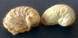Set 2 Exogyra Ponderosa Mollusk Fossil Marine Oyster Extinct Genus Jurassic 3"L