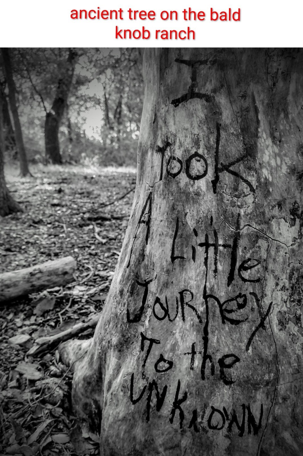 Trilobite Fossil Fragment • Elrathia Thorax • Bald Knob Ranch Texas Find