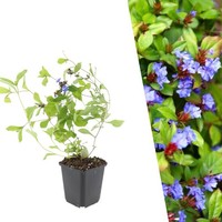 Bleiwurz Pflanzen 60 StüCk - Bodendecker Winterhart - Ceratostigma