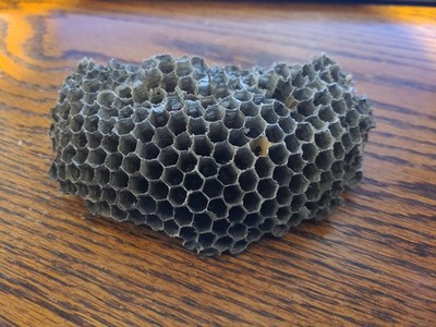 NICE 5'' x 3-1/2'' - paper wasp nest hive, natural, bees, taxidermy, science
