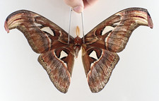 SA28119. Unmounted moth, butterflies: Attacus atlas. North Vietnam.