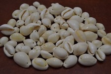 250 PCS DRILLED TWO HOLE BROWNISH RING TOP COWRIE SEA SHELL BEADS 1 LB T-2646