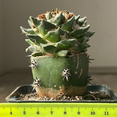 16-379 Cactus hybr (agavoides x kotschoubeyanus), F3, 10 years, grafted