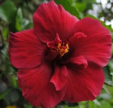 Hibiscus cannabinus Ruby Red | 10_Seeds