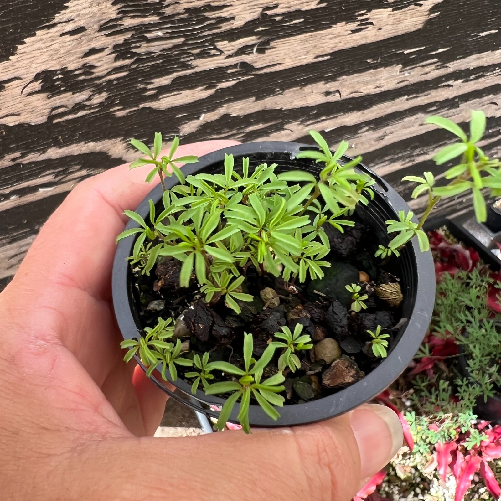 Oxalis glabra PINKY WHITE Plant For Sale! eBay