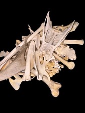 5 Medium To Small Animal Bones Selected At Random For Decoration, Art Or Spells