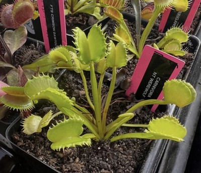 Dionaea Muscipula Venus Flytrap NT Werewolf