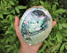 Concha de abulón GRANDE 5-6": quemador de incienso Seashell, cuenco/soporte para manchas