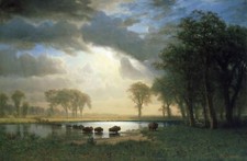7985.Decoration Poster.Home room design art decor.Bierstadt Buffalo's painting