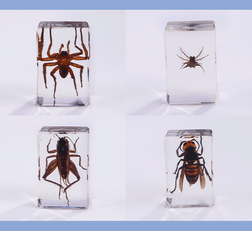 Insectos reales en resina Insectos en resina Insectos colección de muestras estilo aleatorio - Imagen 11 de 12