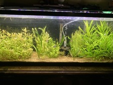 Beginner Friendly 14 Assorted Aquarium plants B2 G1 FREE