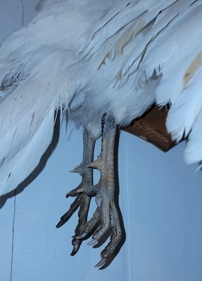 Bonito escudo taxidermia albina vintage raro volador "faisán blanco"  Foto 3 de 4