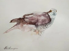Sparrowhawk, Birds, Watercolor artwork, Handmade, Original painting on paper